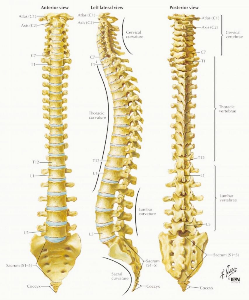 come è la colonna vertebrale